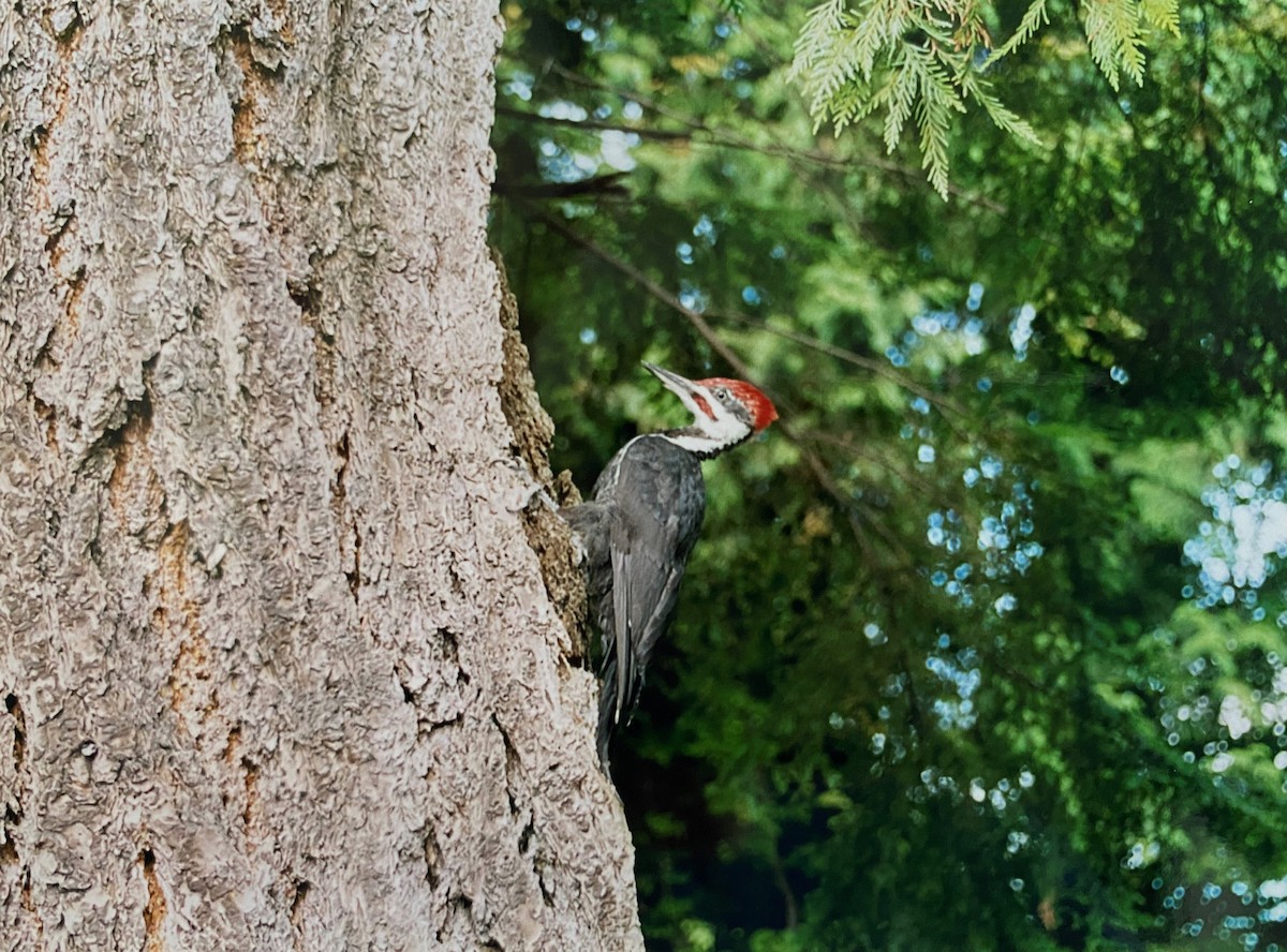 Pileated Woodpecker - ML616164232