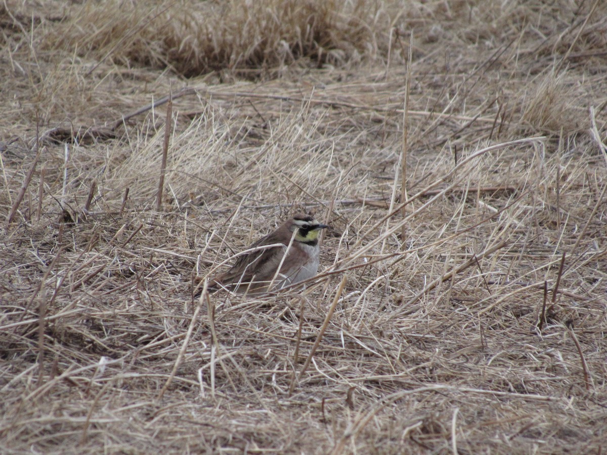 Horned Lark - ML616164234