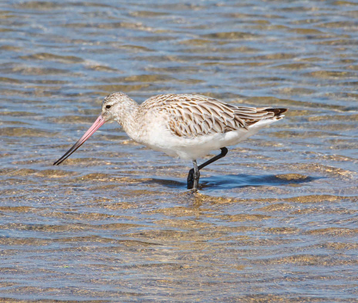 Bar-tailed Godwit - ML616164306