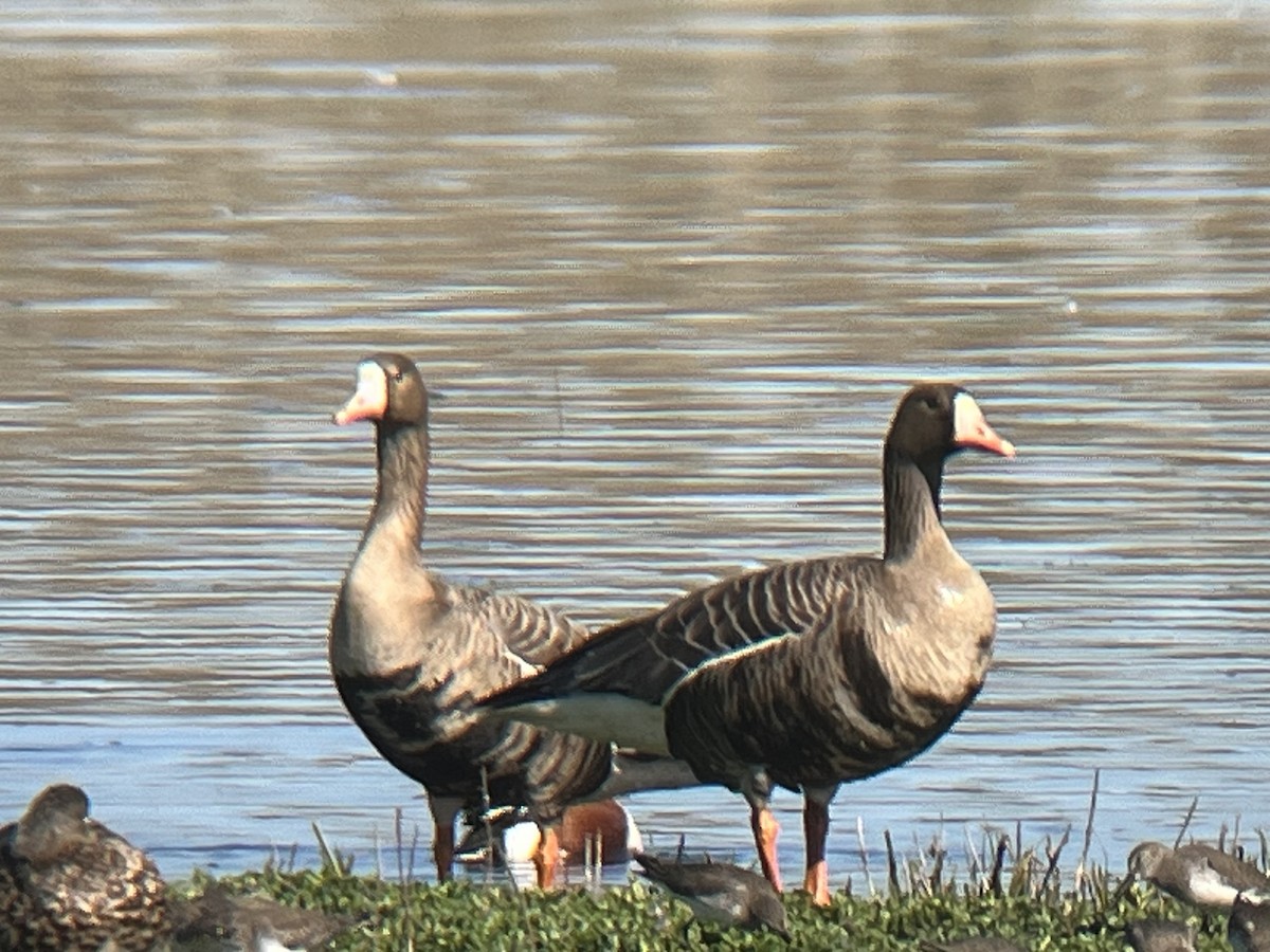 Greater White-fronted Goose - ML616164317