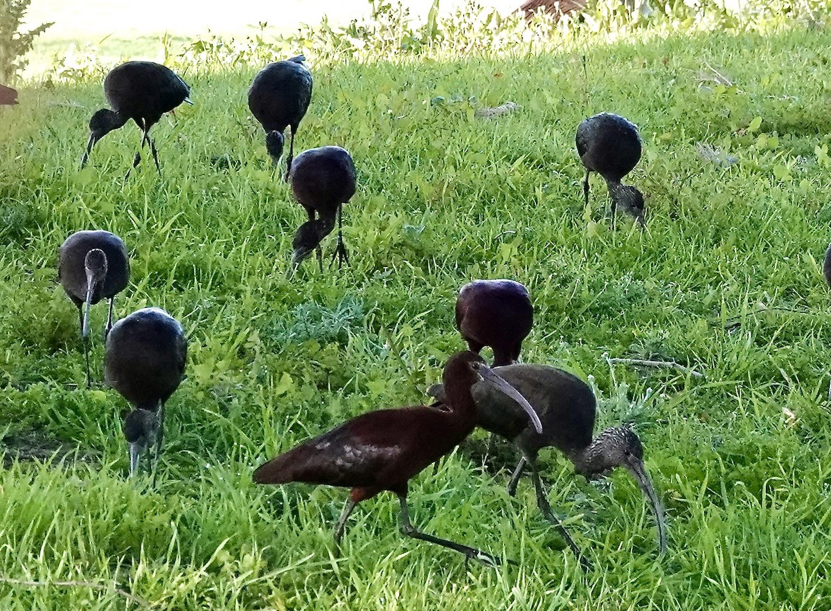 White-faced Ibis - ML616164392