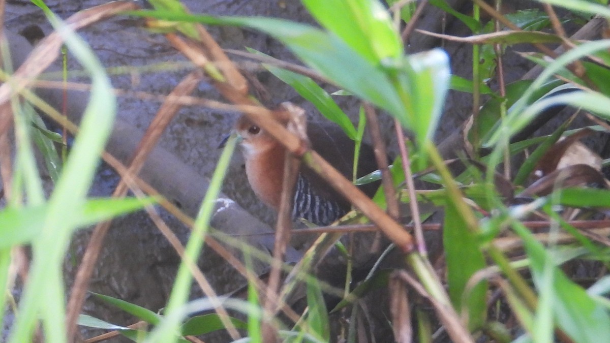 White-throated Crake - ML616164571