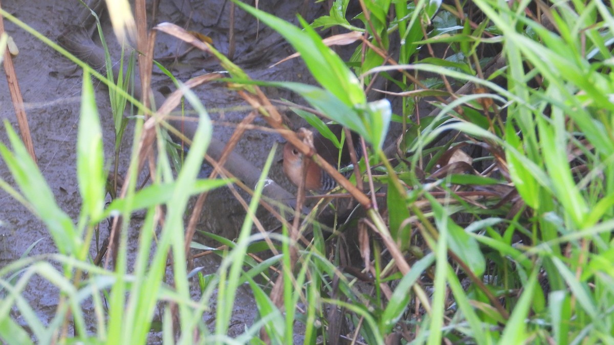 White-throated Crake - ML616164572