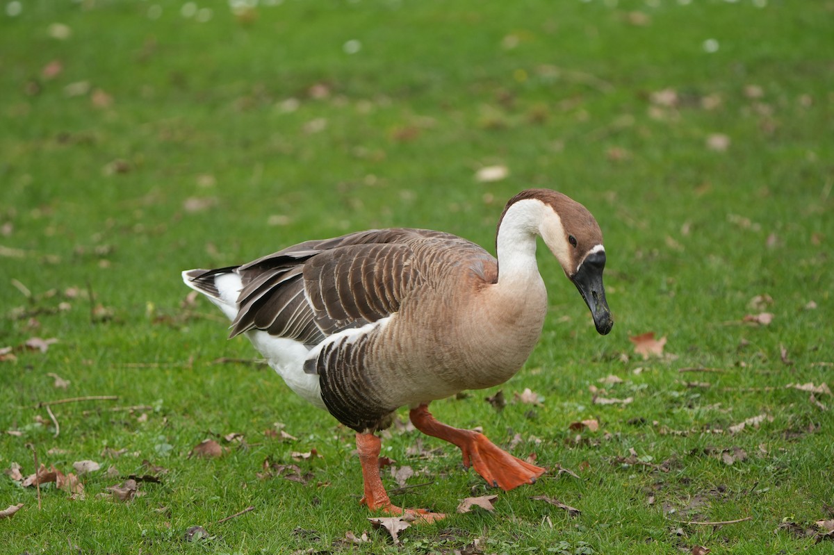 Swan Goose (Domestic type) - ML616164660