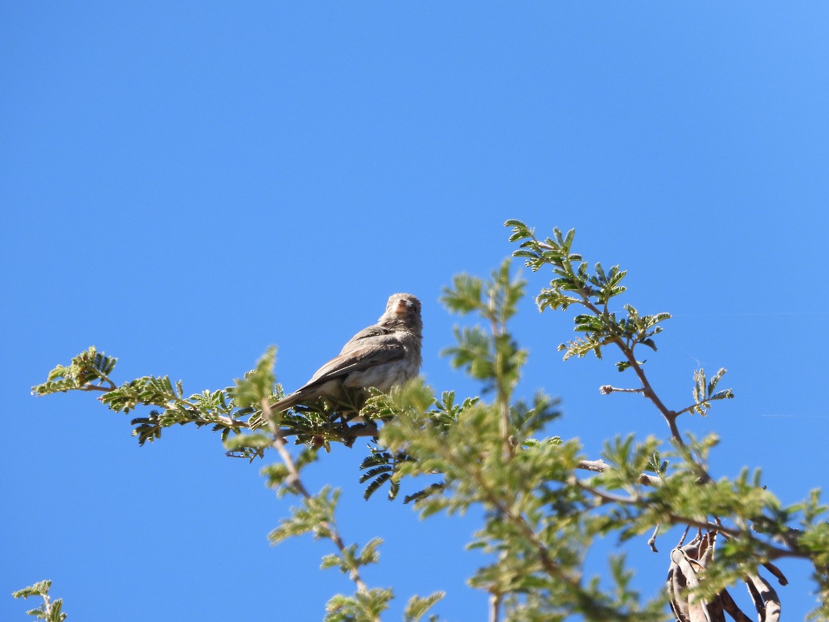 Serin du Yémen - ML616164686