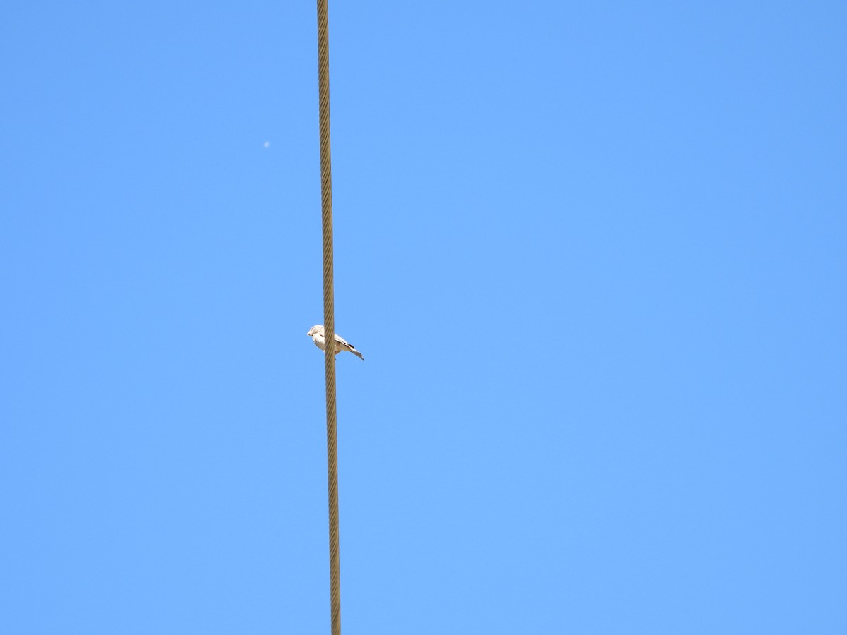 zvonohlík jemenský - ML616164702