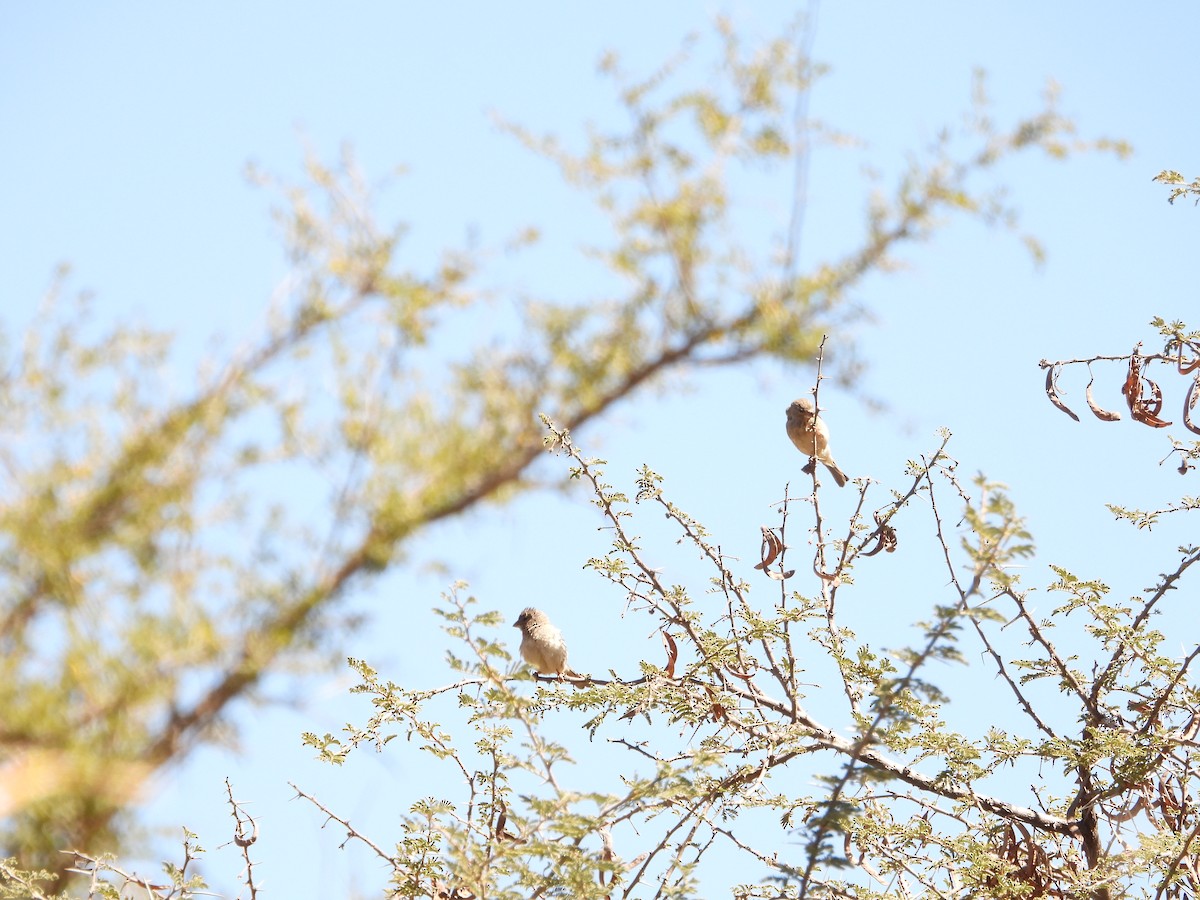 Serin du Yémen - ML616164707