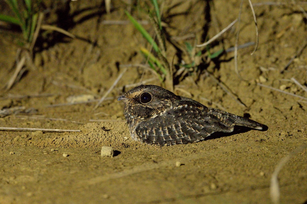 Sickle-winged Nightjar - ML616164726