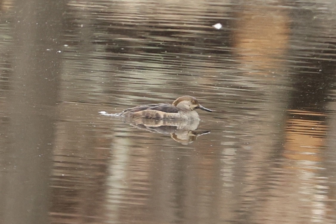 Hooded Merganser - ML616164737