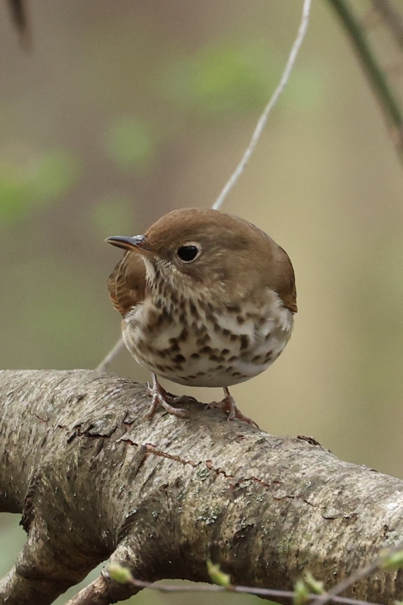 Hermit Thrush - Daniel Obrzut