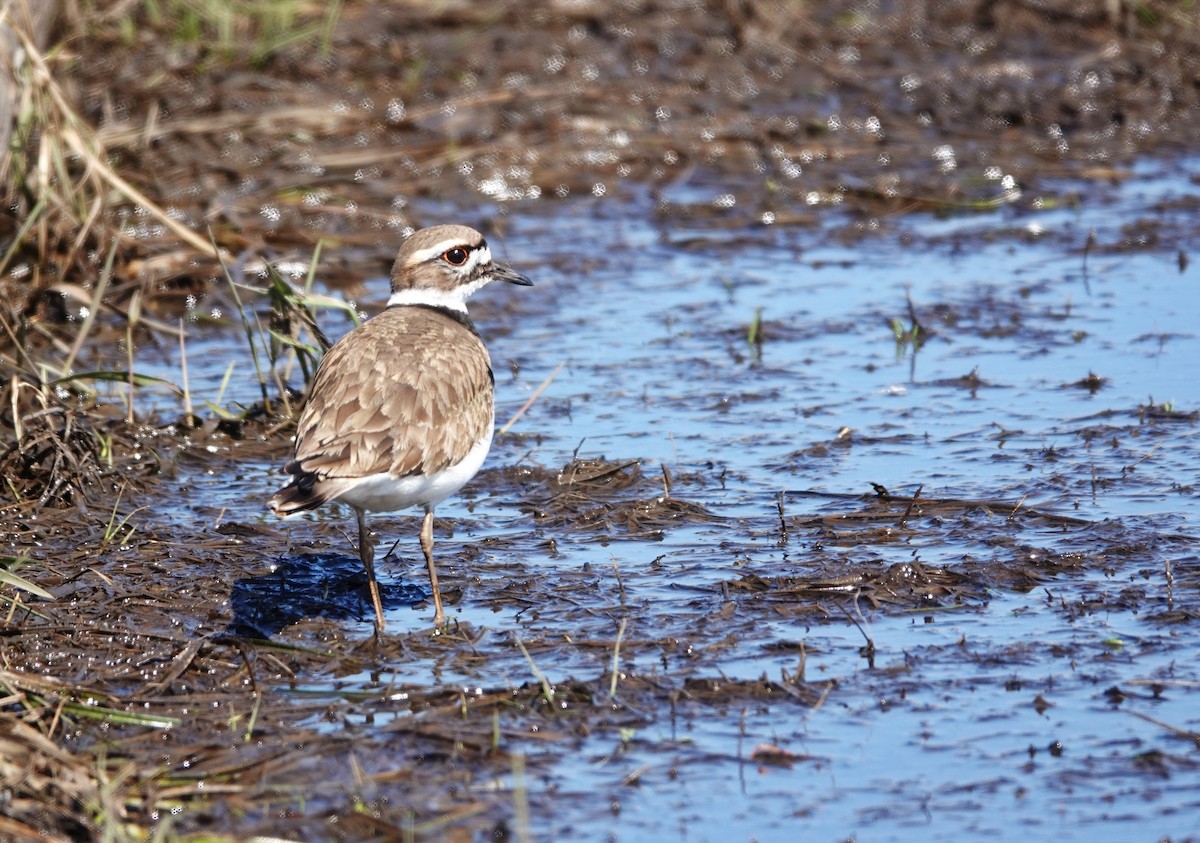 Killdeer - ML616164780