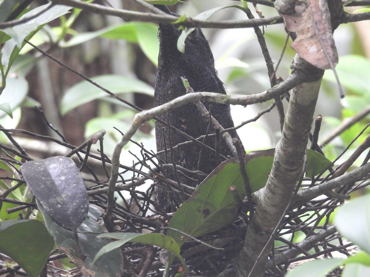 Zigzag Heron - Usha Tatini