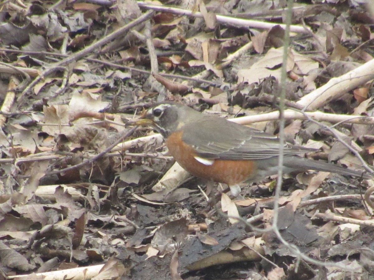 American Robin - Caleb Bronsink