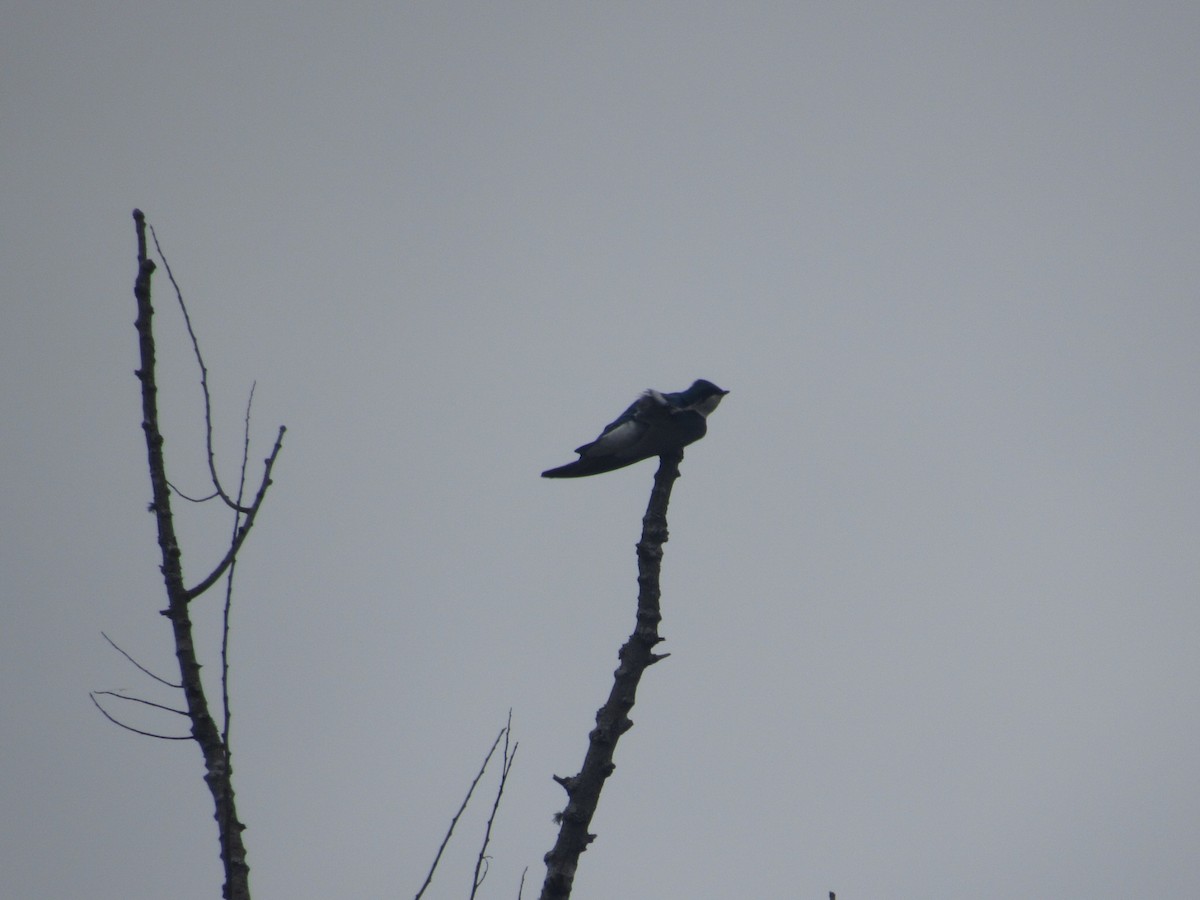 Tree Swallow - ML616164877