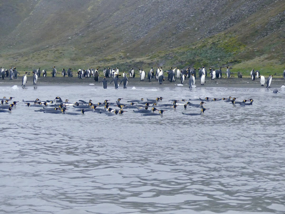 King Penguin - Charles Duncan