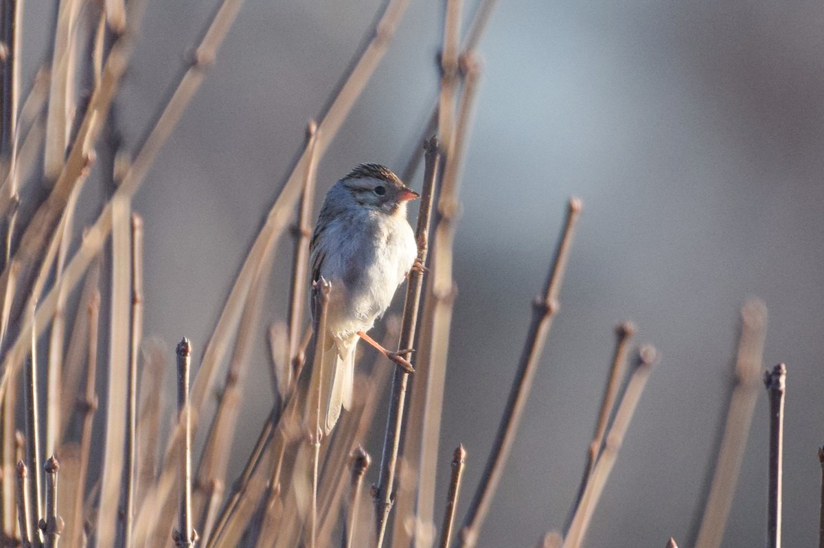 Clay-colored Sparrow - ML616165005