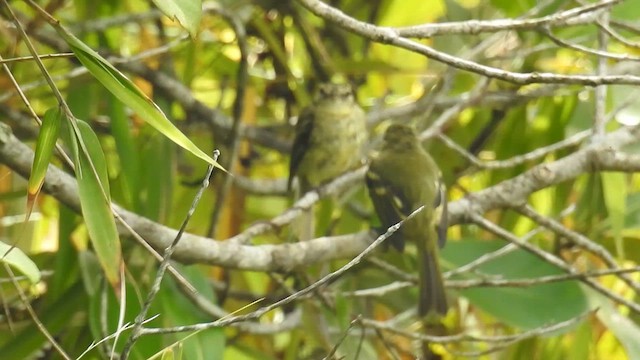 Restinga Tyrannulet - ML616165006