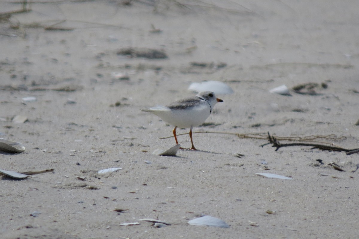 Piping Plover - ML616165094