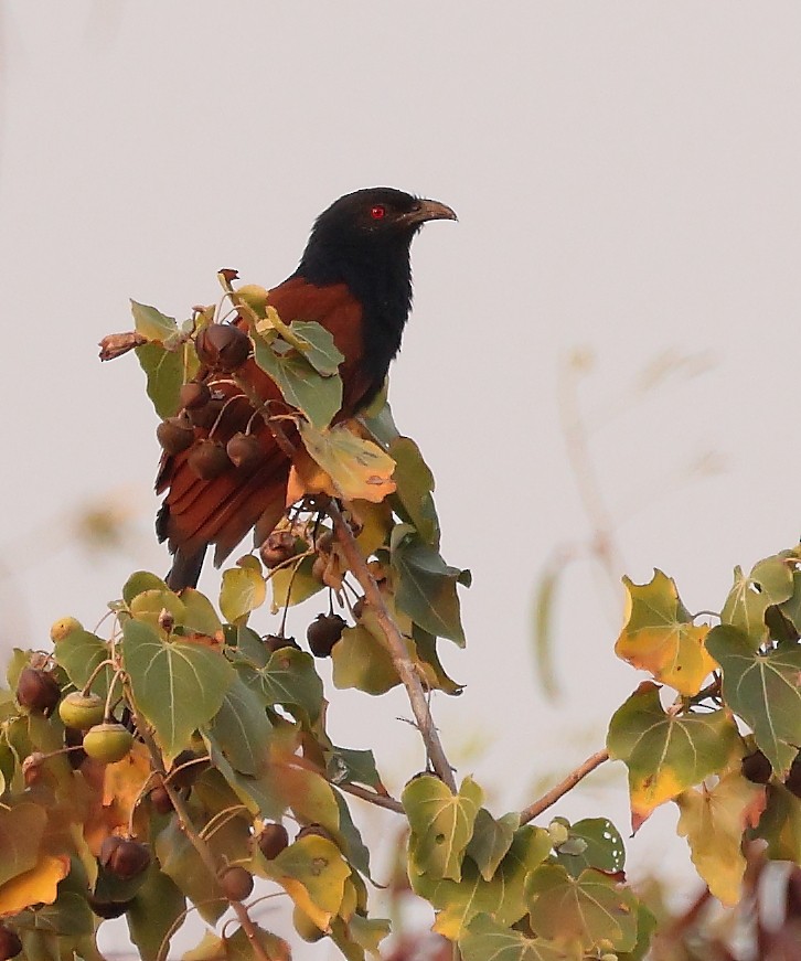 Greater Coucal - ML616165121