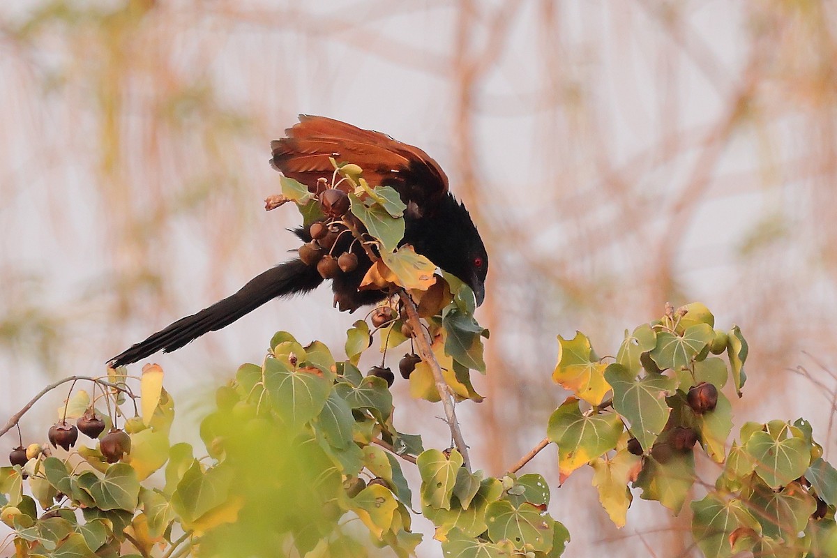 Greater Coucal - ML616165126