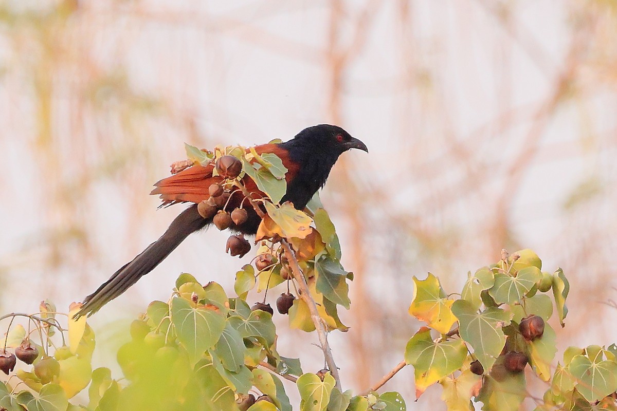 Greater Coucal - ML616165130