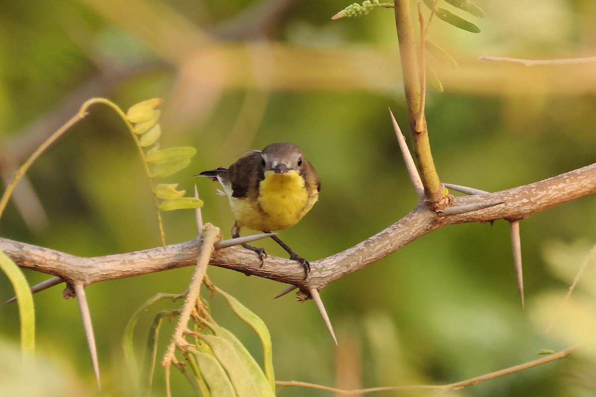 Golden-bellied Gerygone - ML616165172