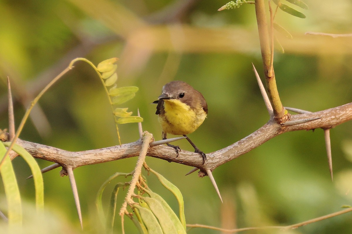 Golden-bellied Gerygone - ML616165179