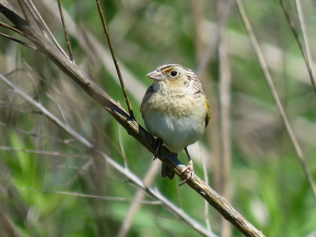 Chingolo Saltamontes - ML616165210