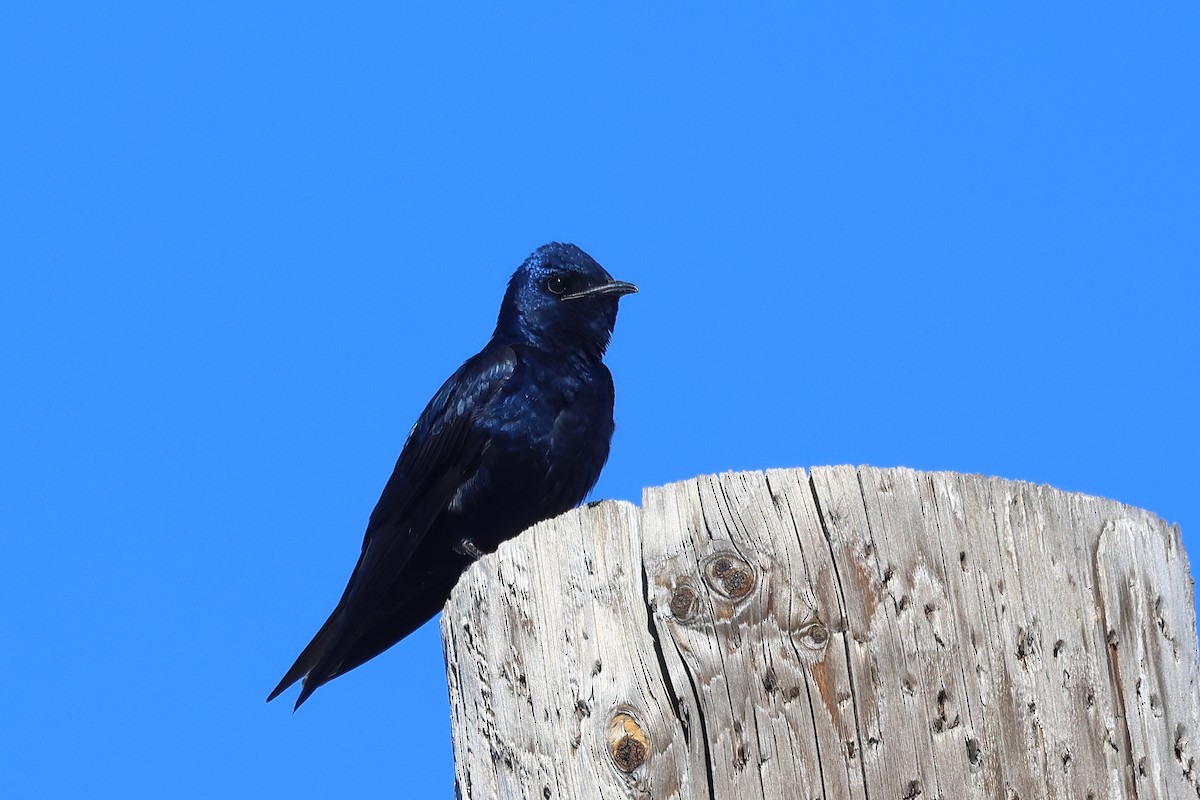 Purple Martin - Andrew Lee