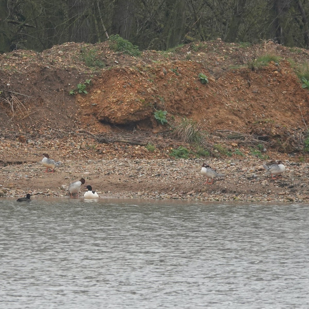 Common Merganser - ML616165226