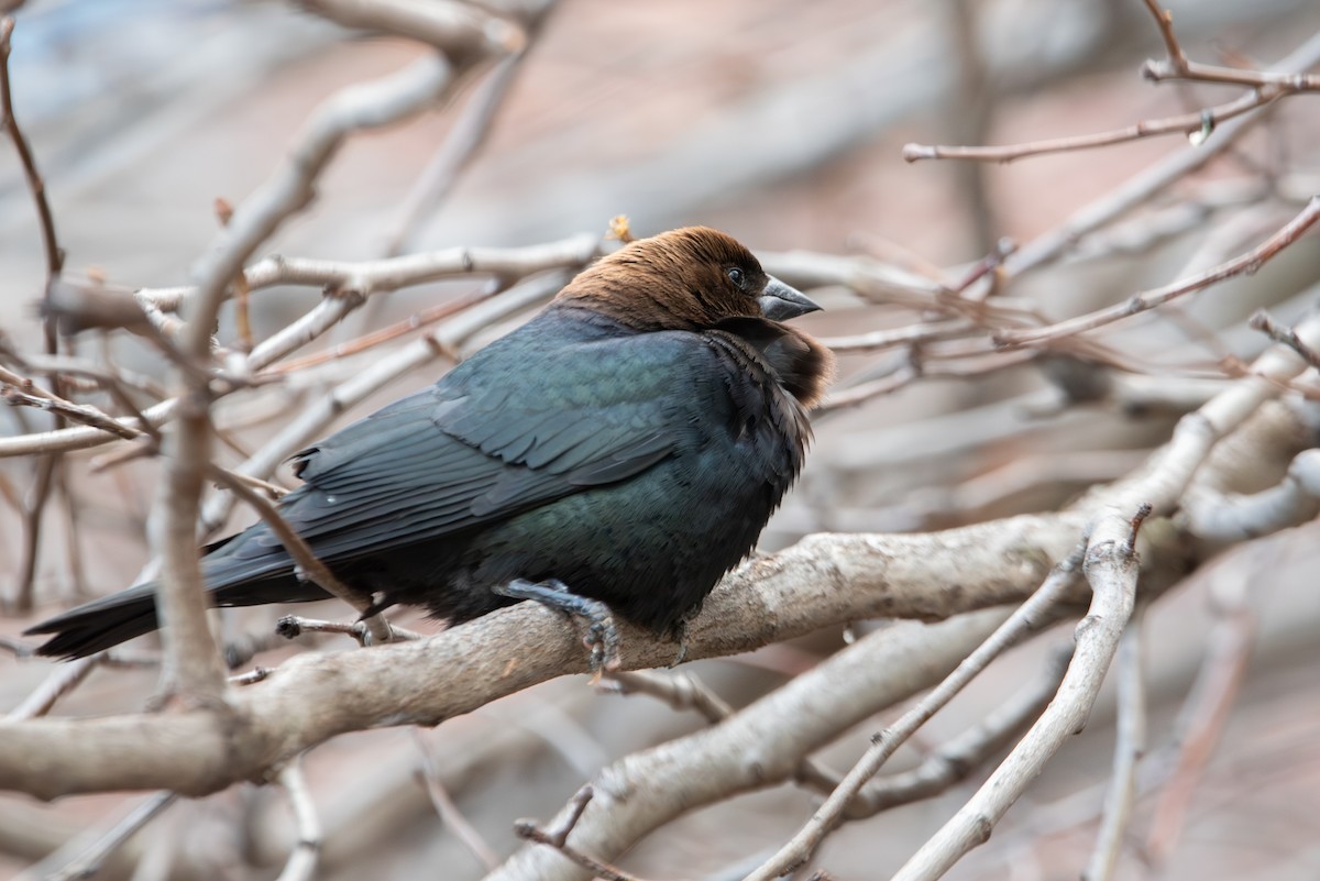 Brown-headed Cowbird - Jing-Yi Lu