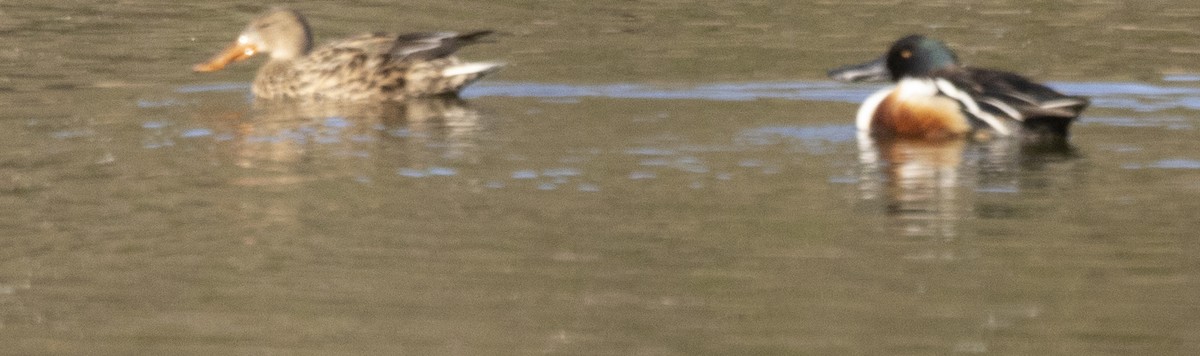 Northern Shoveler - ML616165389