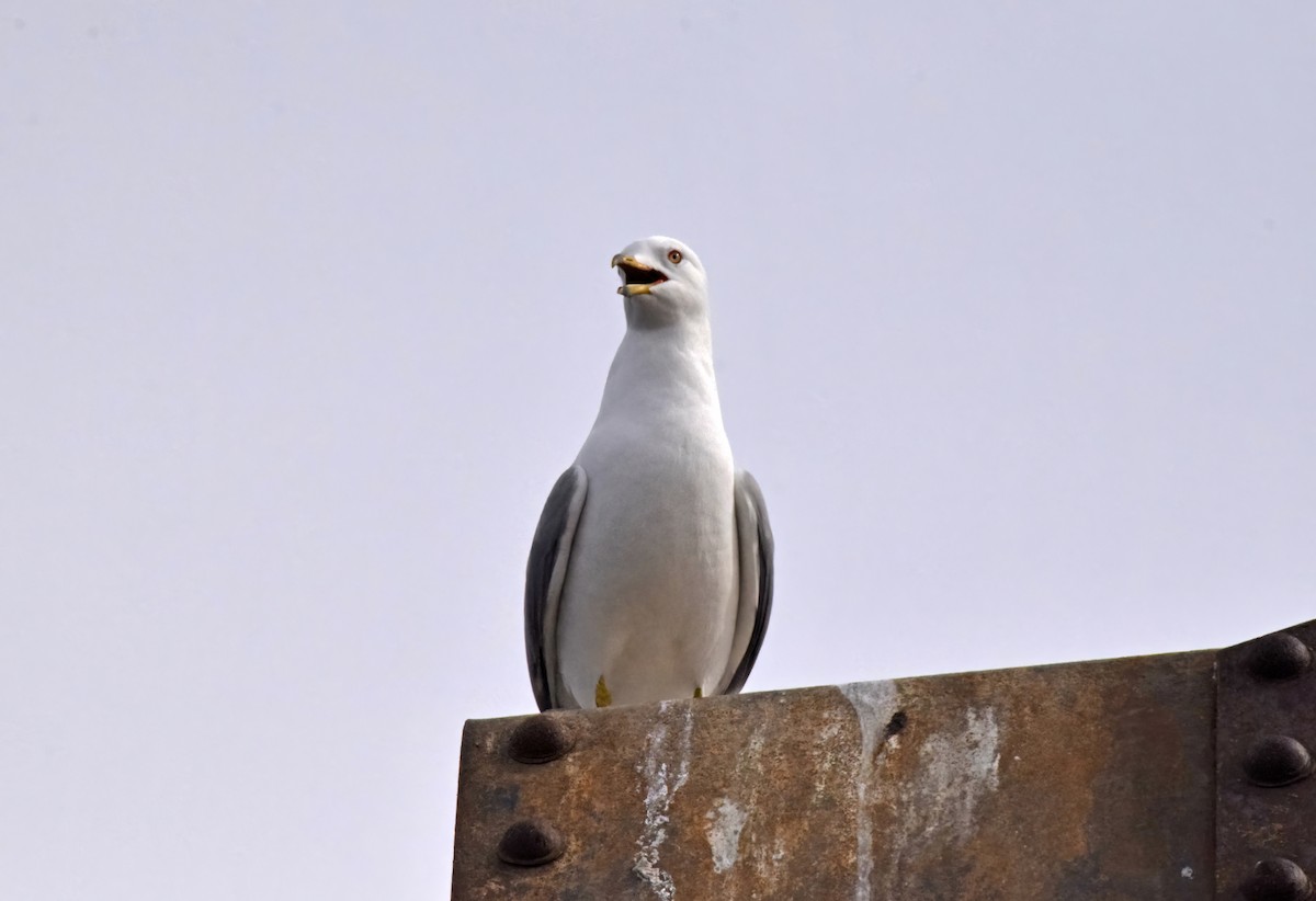 Ring-billed Gull - ML616165489