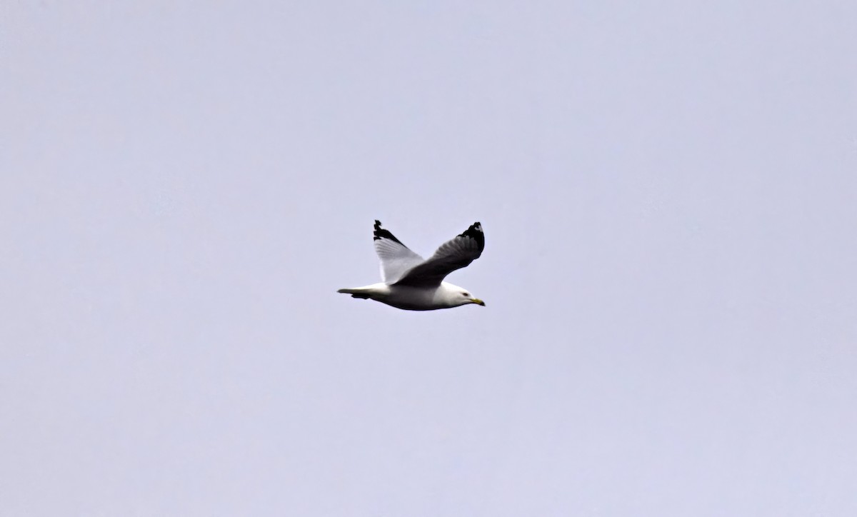 Ring-billed Gull - ML616165490