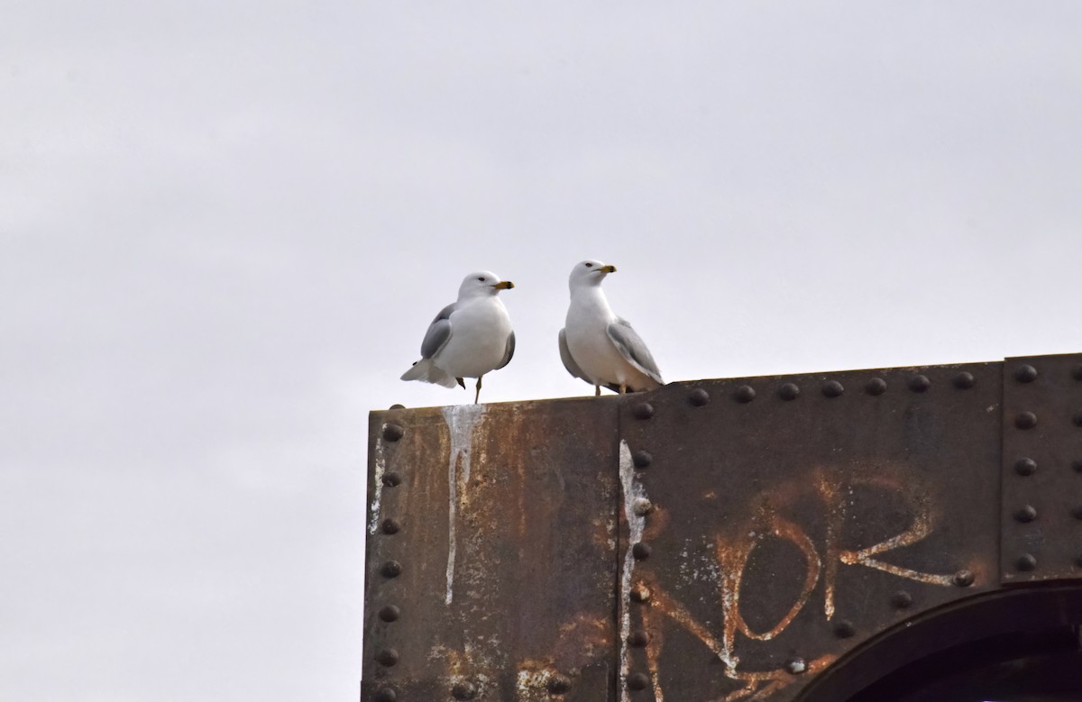 Ring-billed Gull - ML616165491