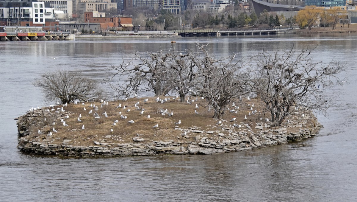 Ring-billed Gull - ML616165495