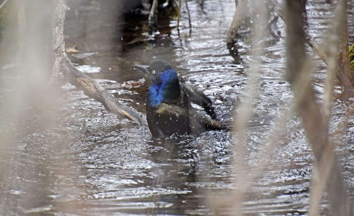 Common Grackle - ML616165568