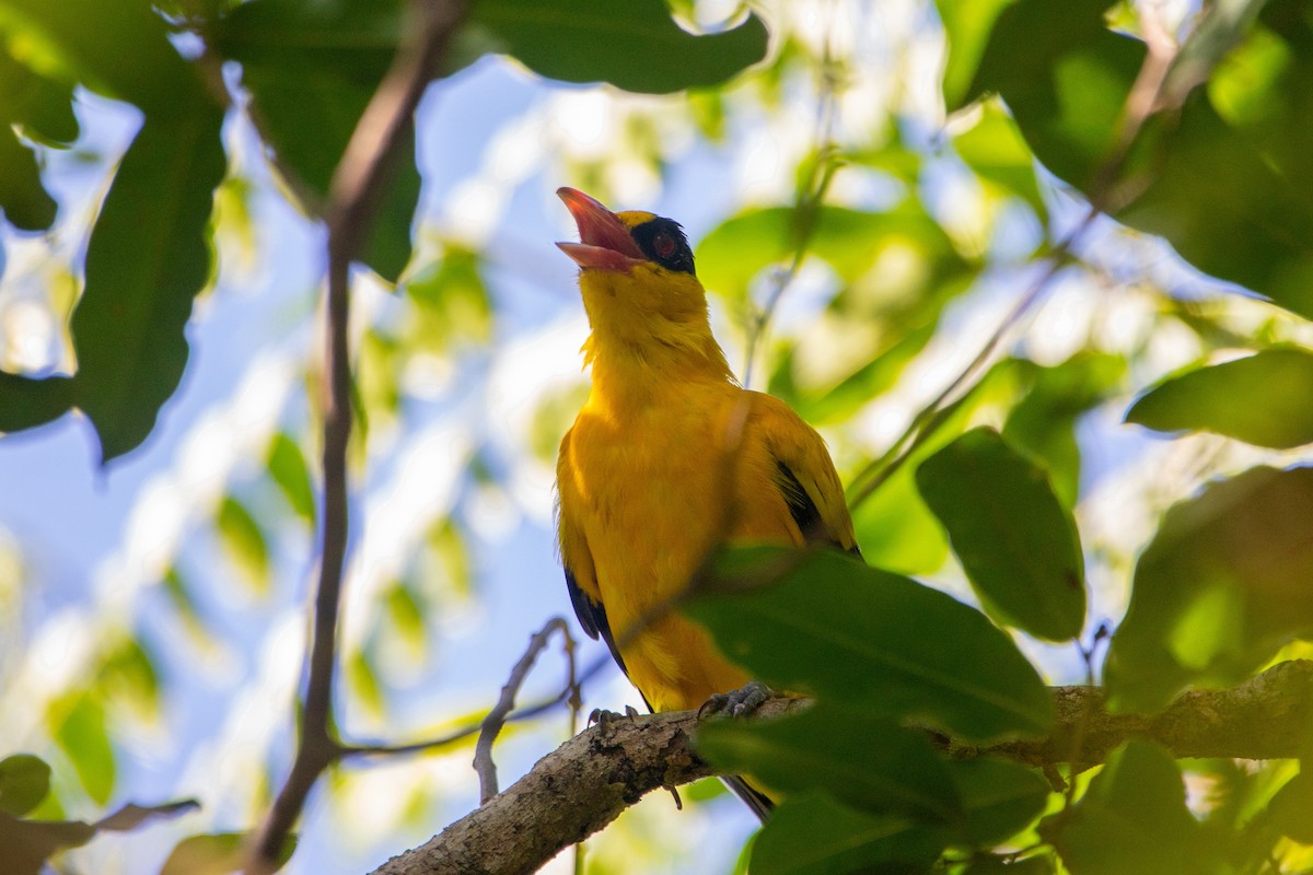 Black-naped Oriole - ML616165570