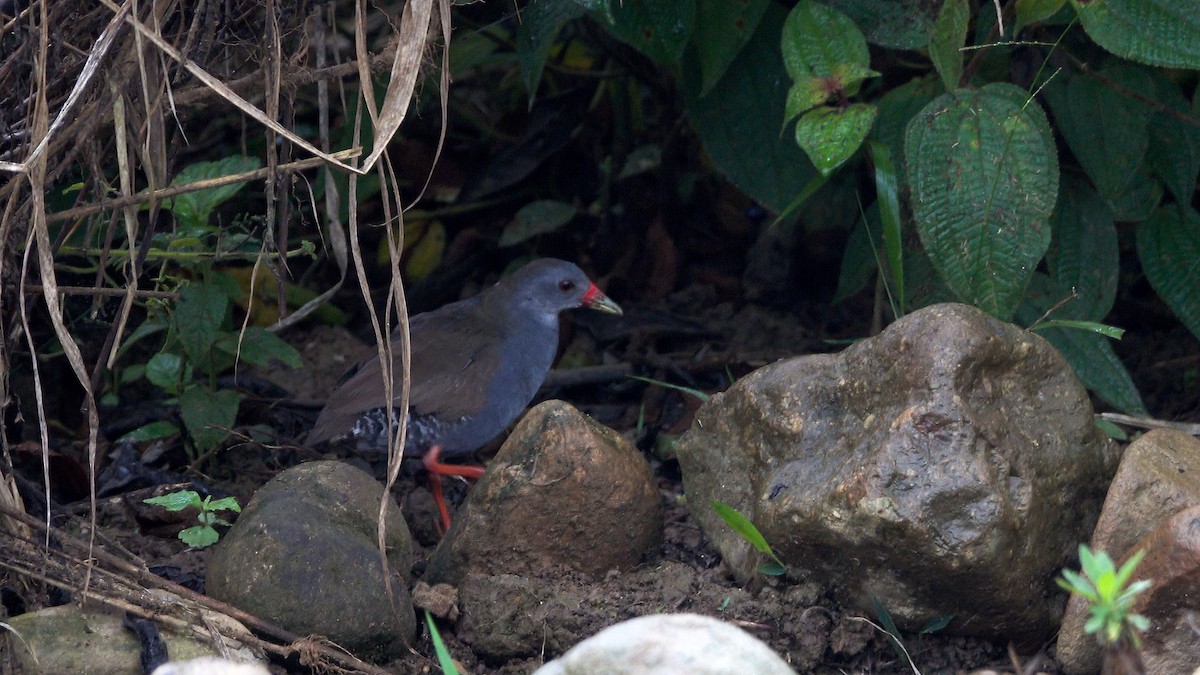 Paint-billed Crake - ML616165571