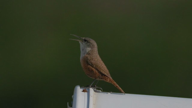 Canyon Wren - ML616165588