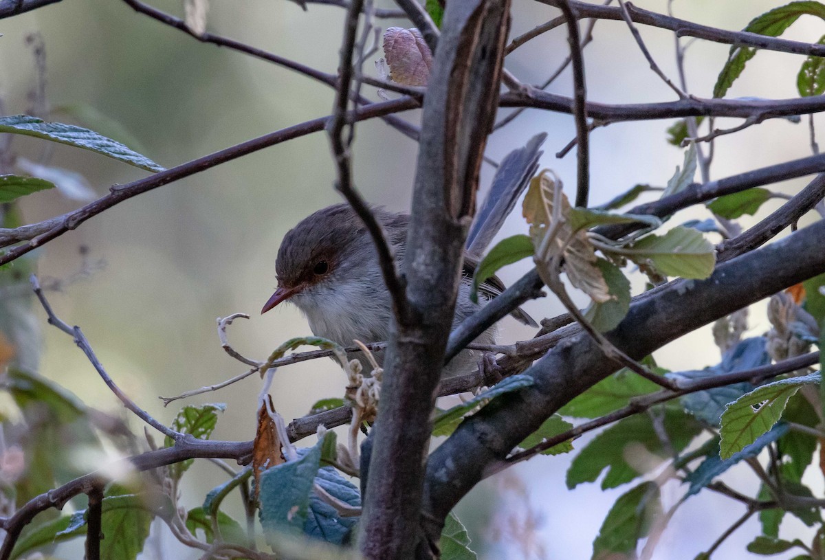 Superb Fairywren - ML616165590