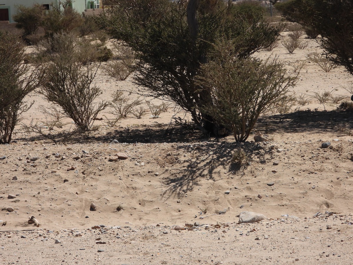 Egyptian Nightjar - ML616165635