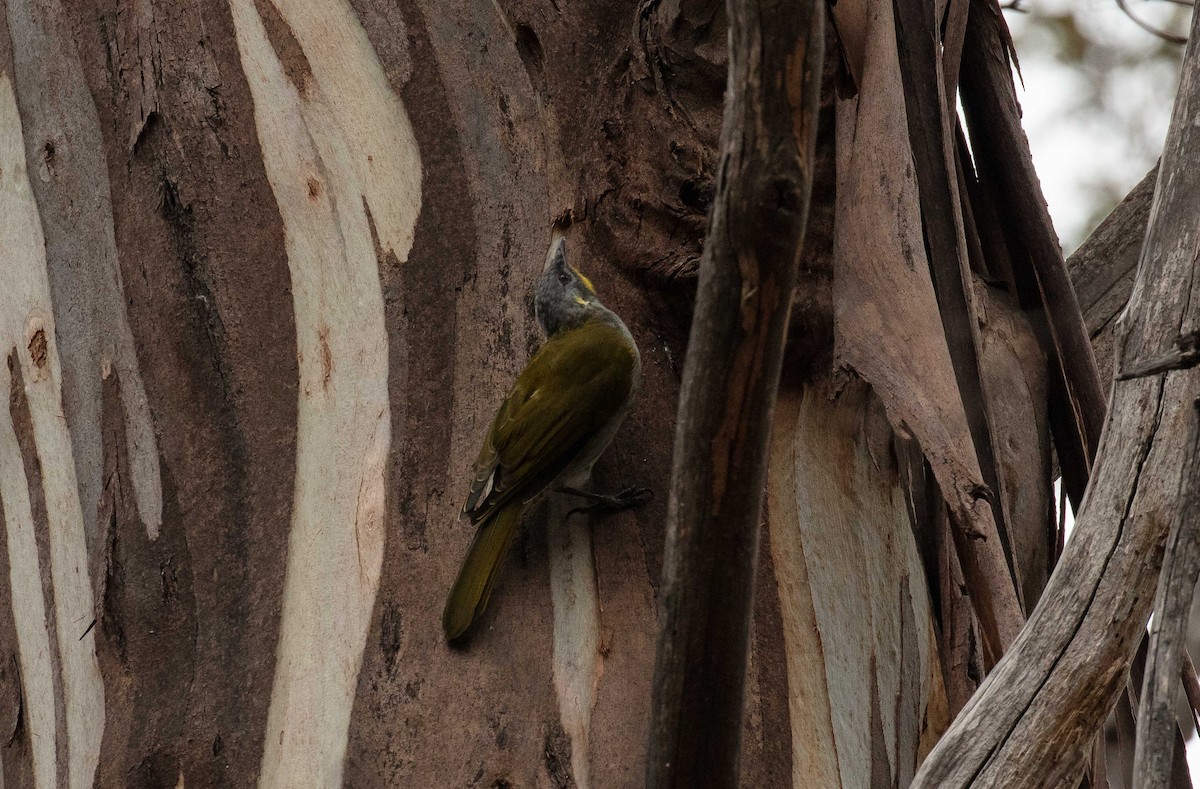 Yellow-throated Honeyeater - Hickson Fergusson