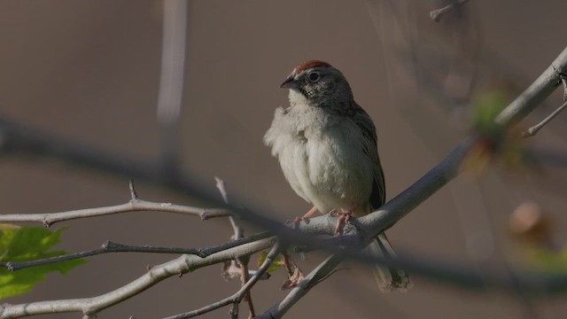 Rufous-crowned Sparrow - ML616165721