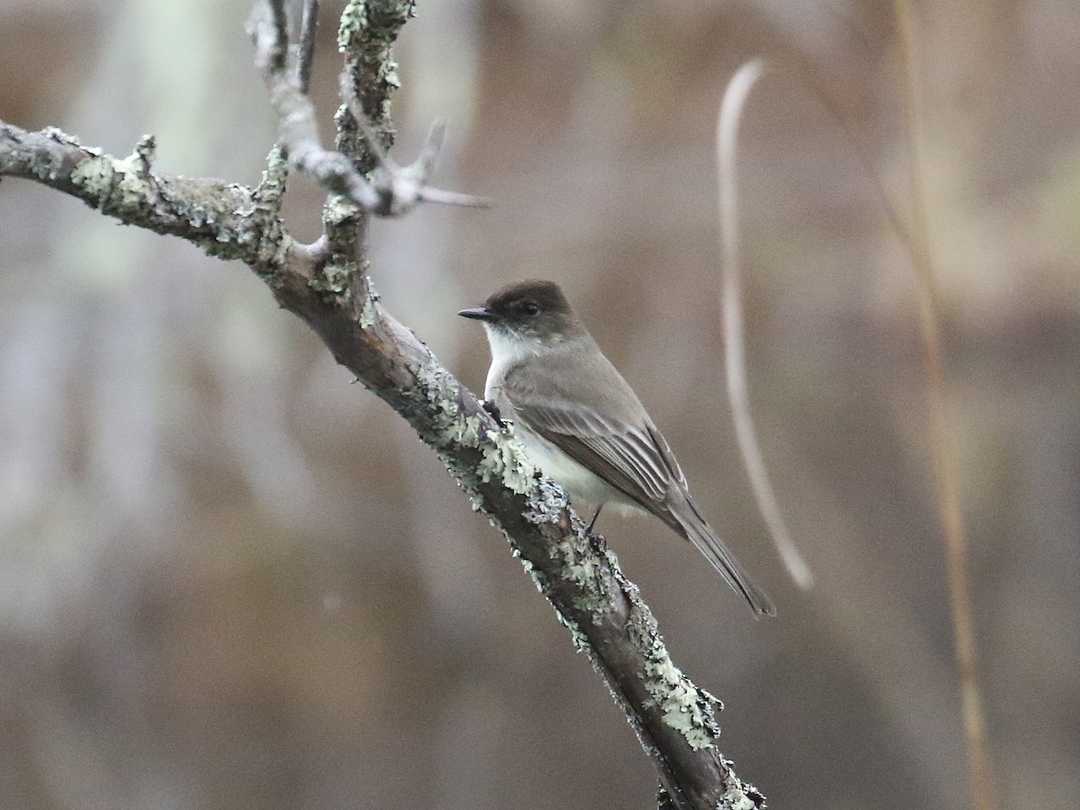 Eastern Phoebe - ML616165762