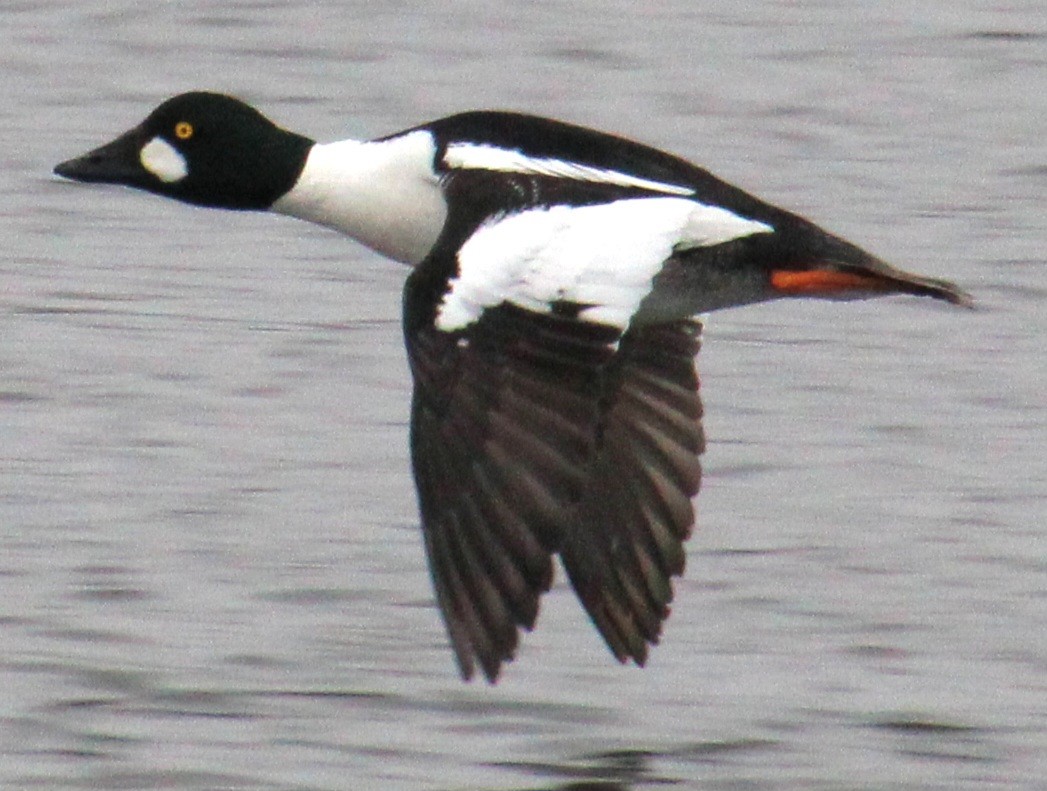 Common Goldeneye - ML616165784