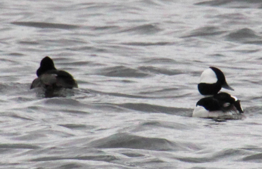 Bufflehead - ML616165798