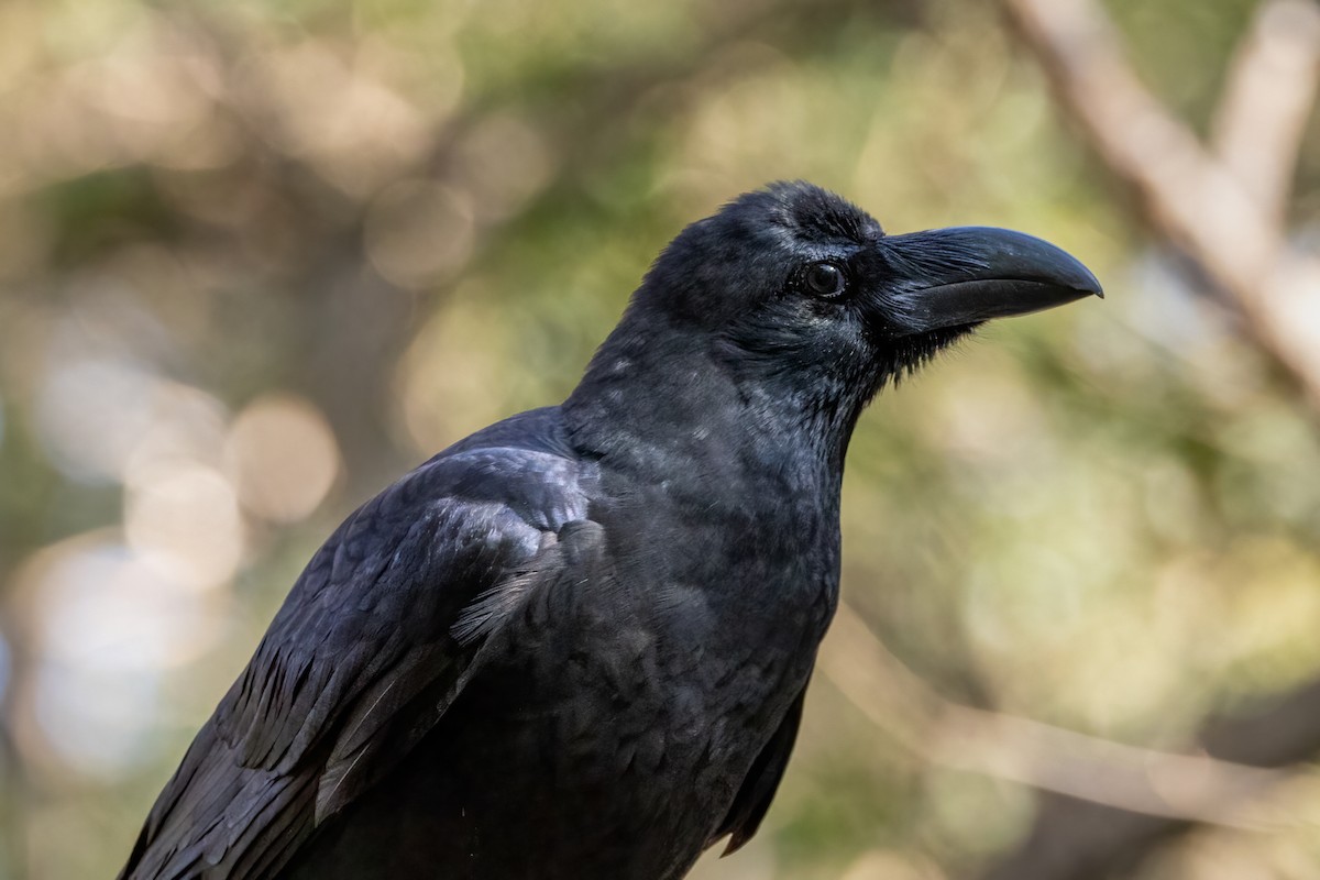 Large-billed Crow - ML616165872