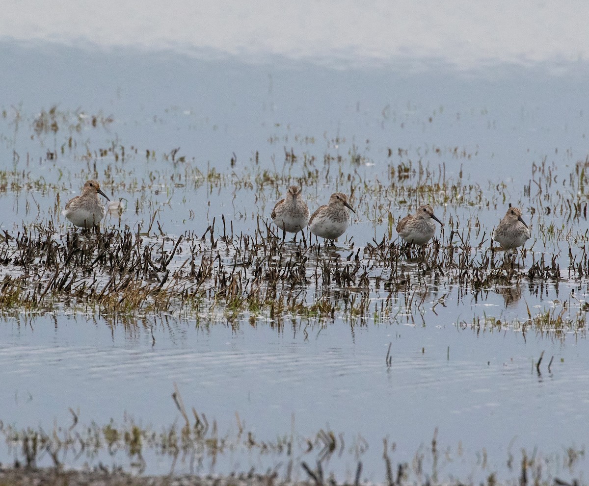 Dunlin - ML616165924