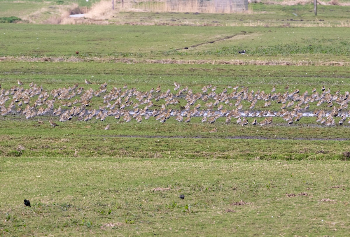 European Golden-Plover - ML616165958